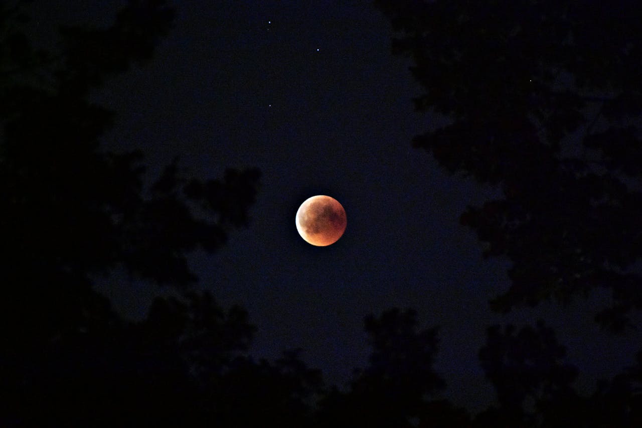 Captivating lunar eclipse with a blood moon silhouetted by trees against the starry night sky.